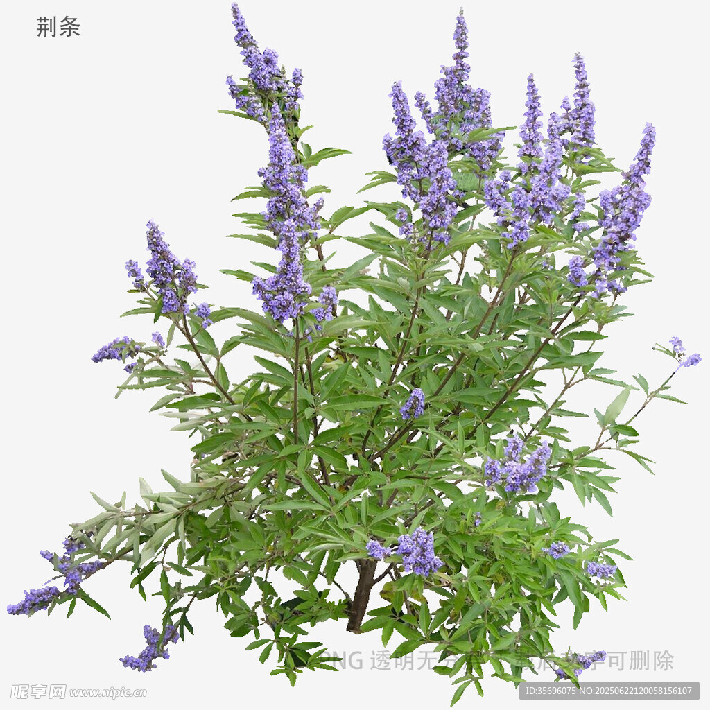 紫色鼠尾草植物特写