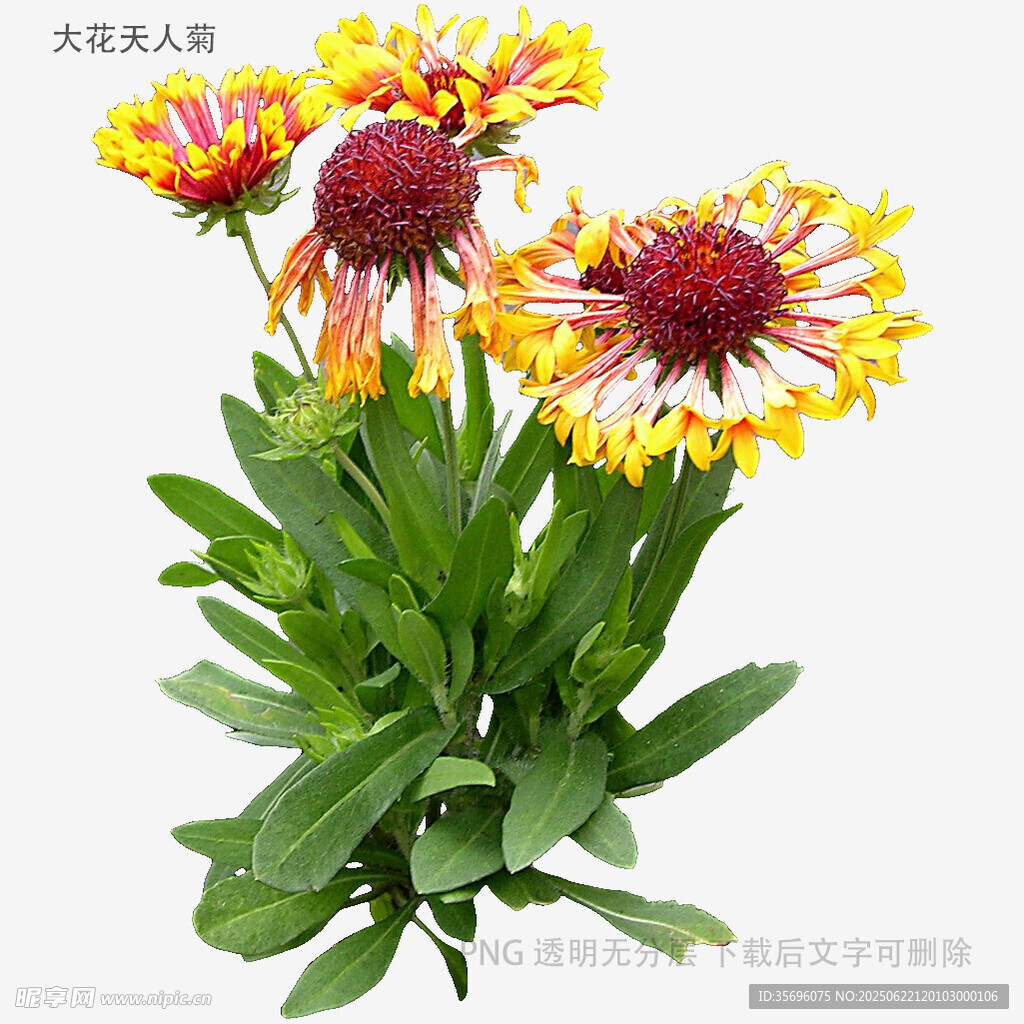 艳丽天人菊绽放