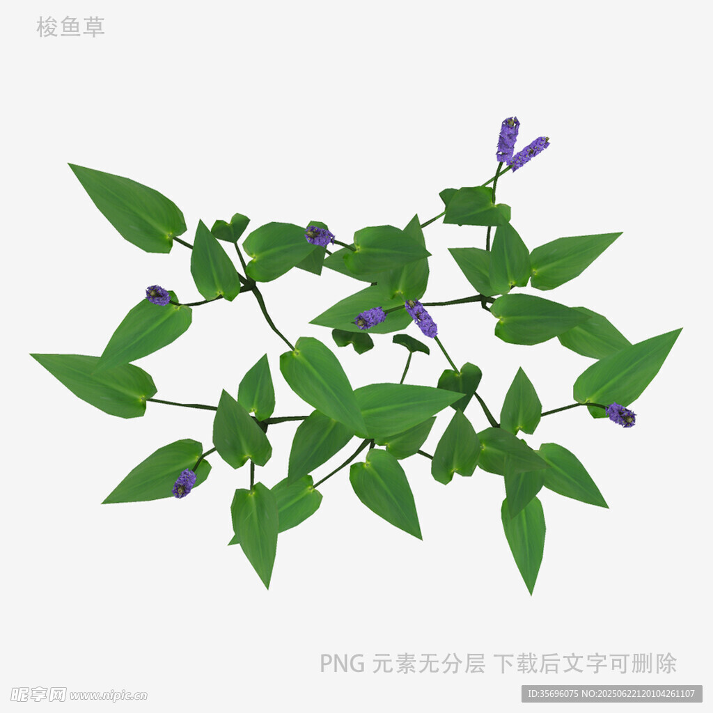 绿叶紫花植物插画