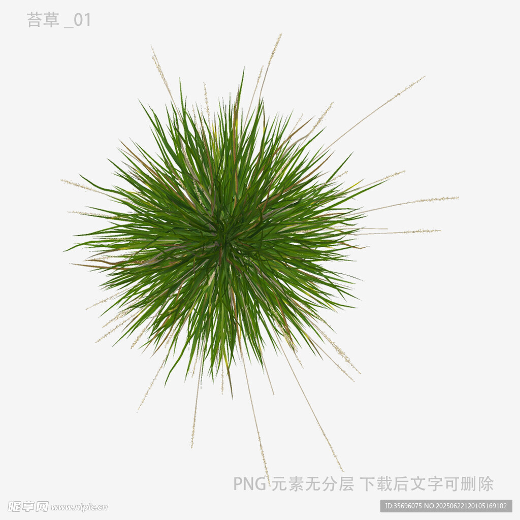 绿色蓬松草球