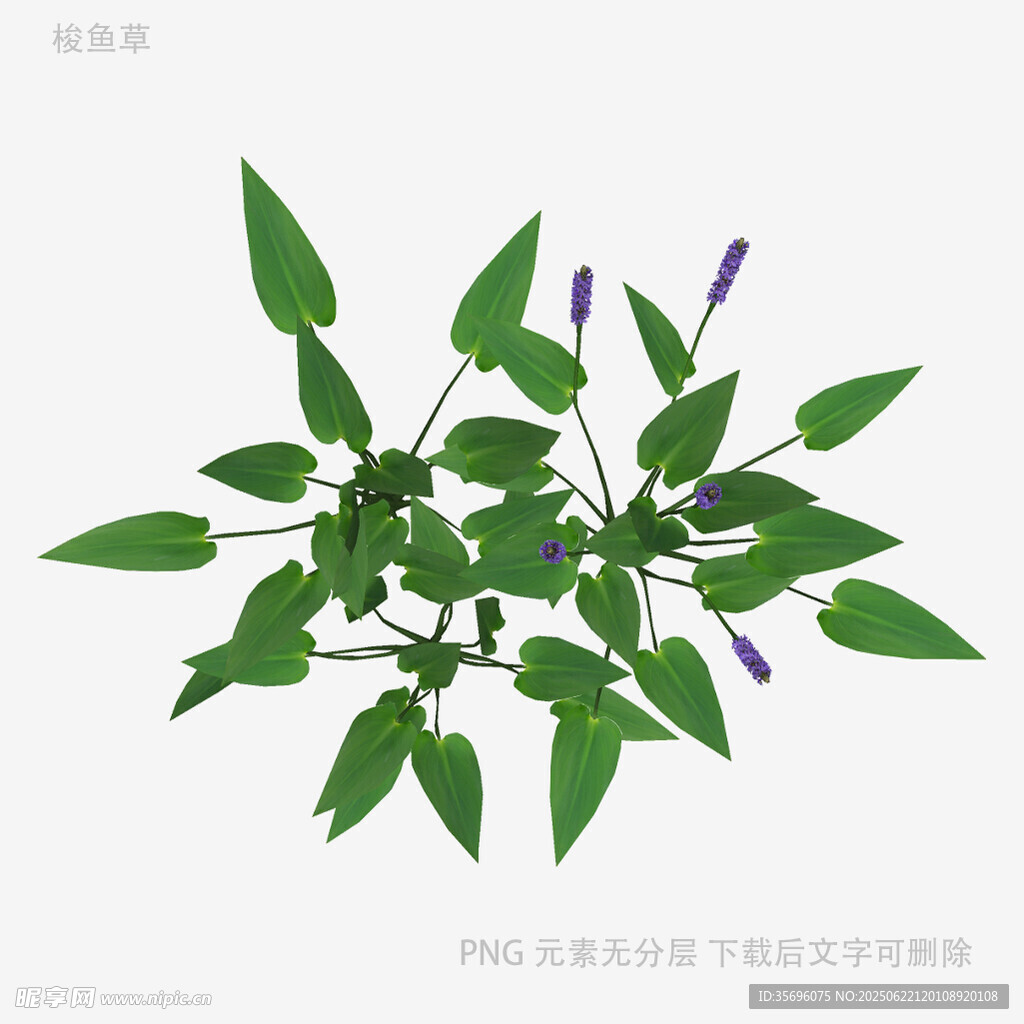 绿叶紫花植物插画