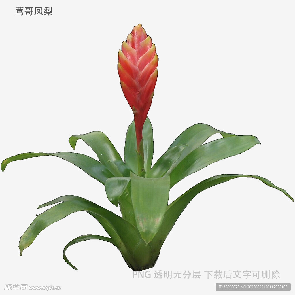 植物