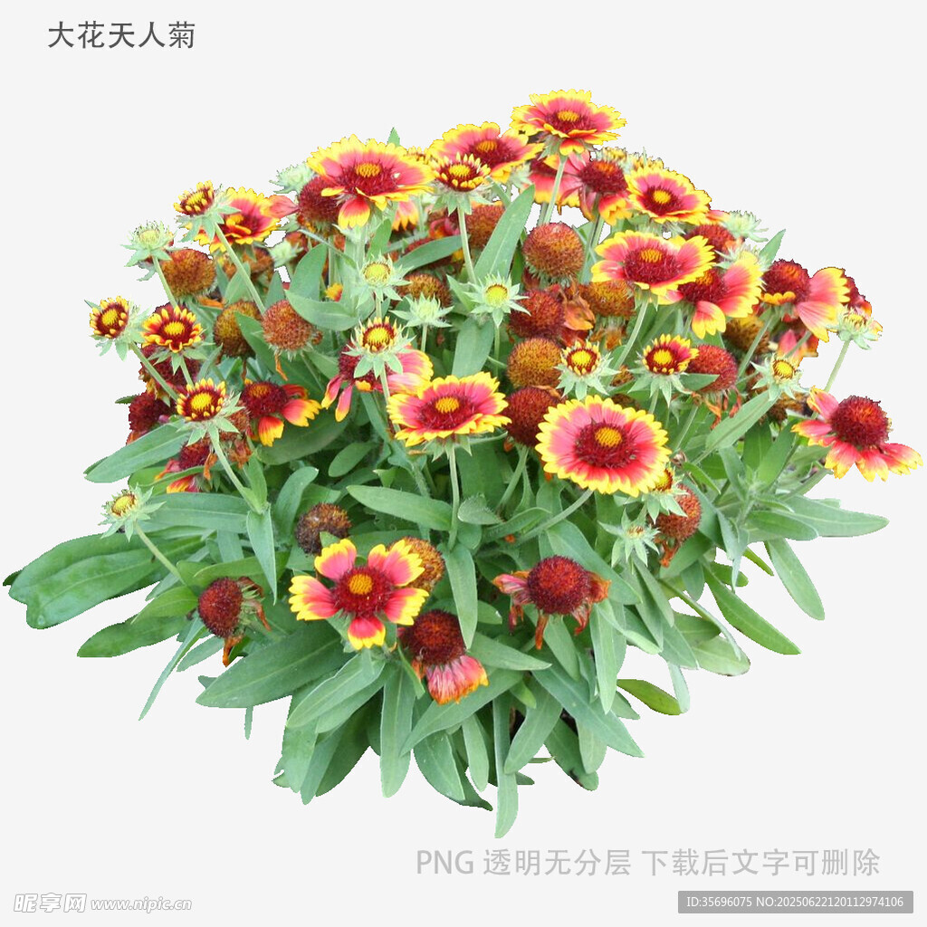 多彩勋章菊盆栽花卉