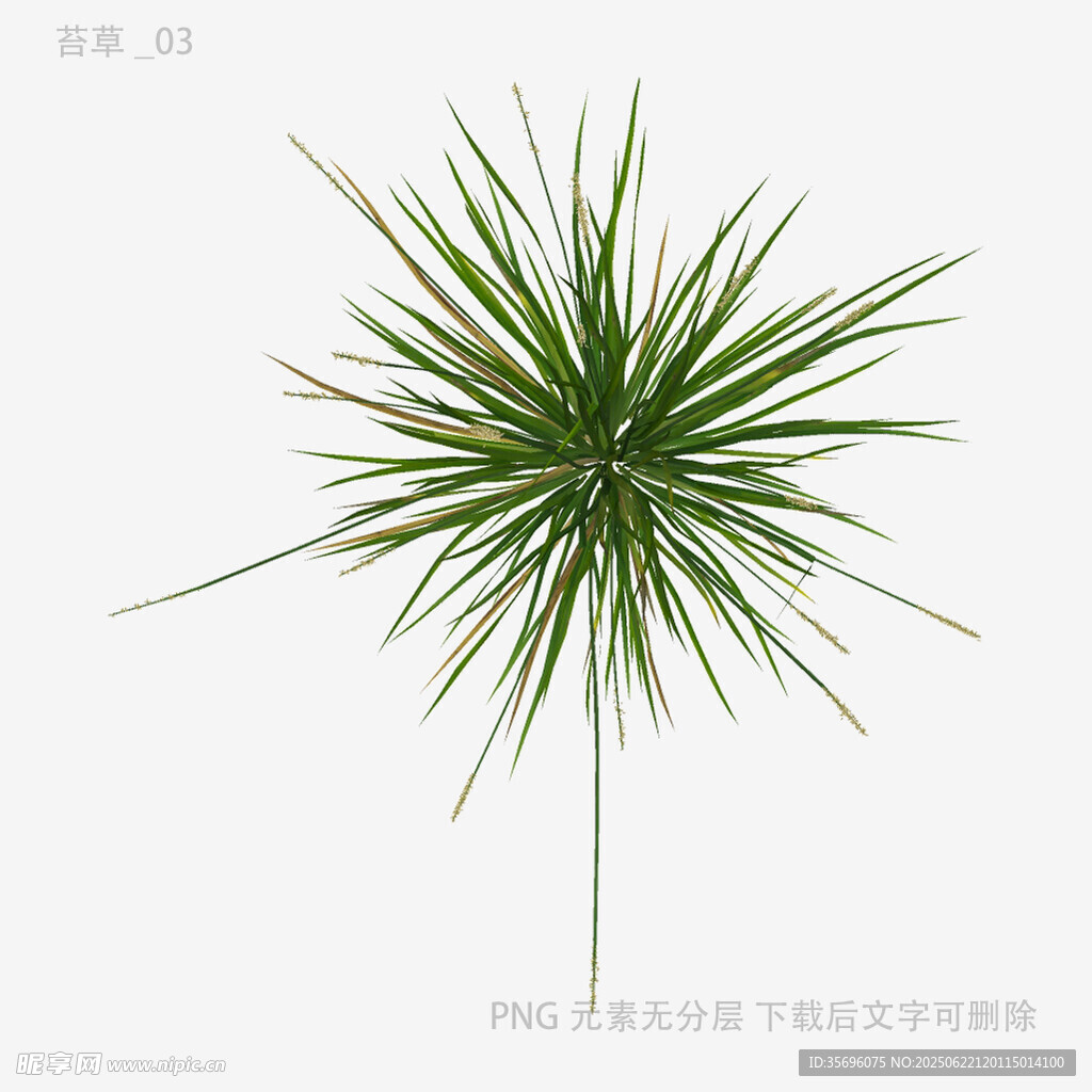 绿色细长叶植物特写