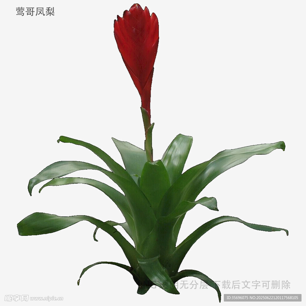 单株红色凤梨花特写