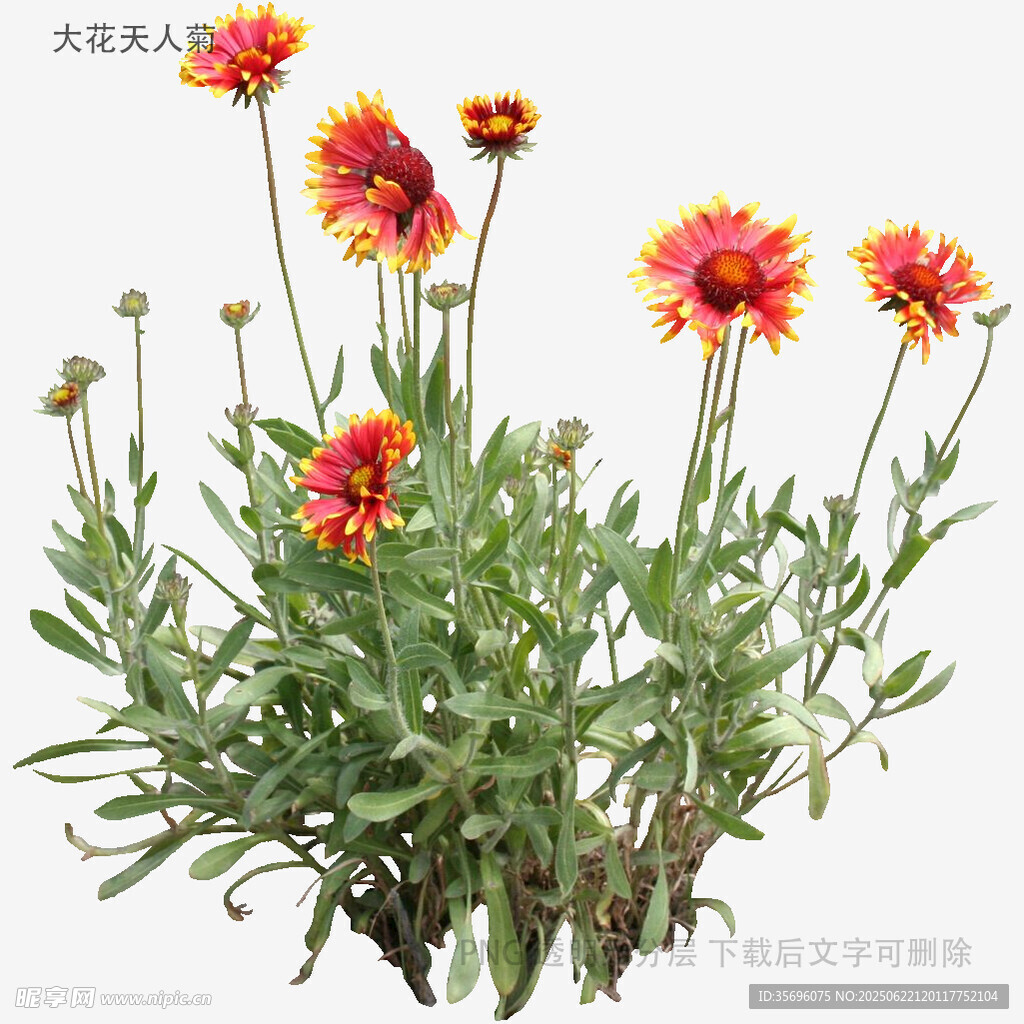 天人菊绽放的美丽瞬间