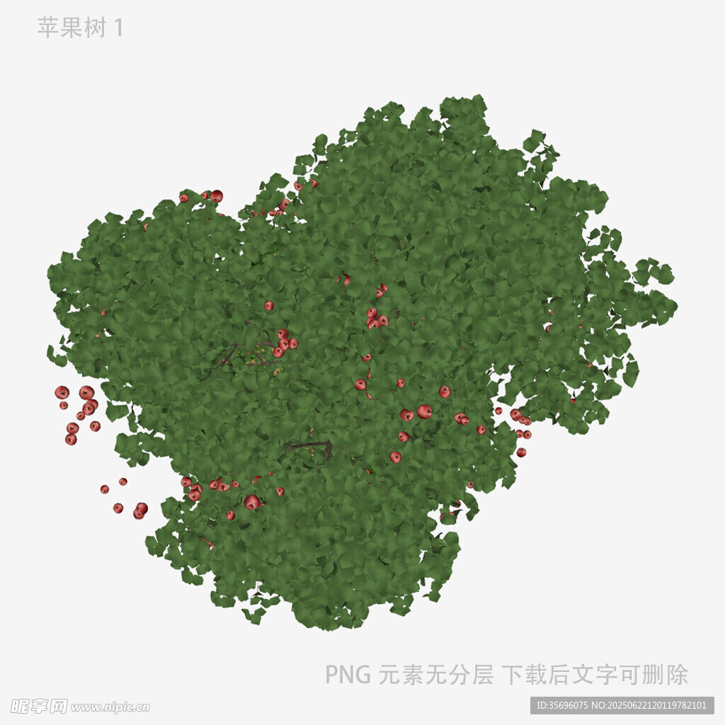 绿色植物结构模型图