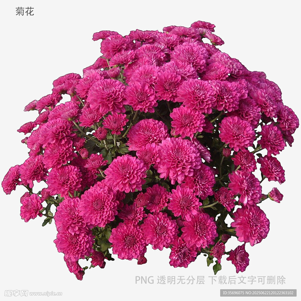 艳丽紫菊绽放