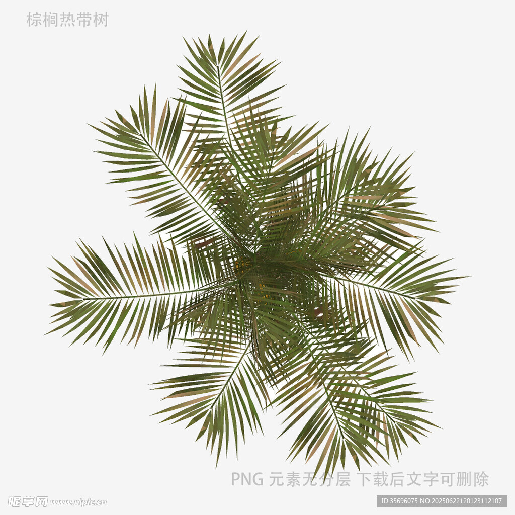 俯视视角的翠绿棕榈叶