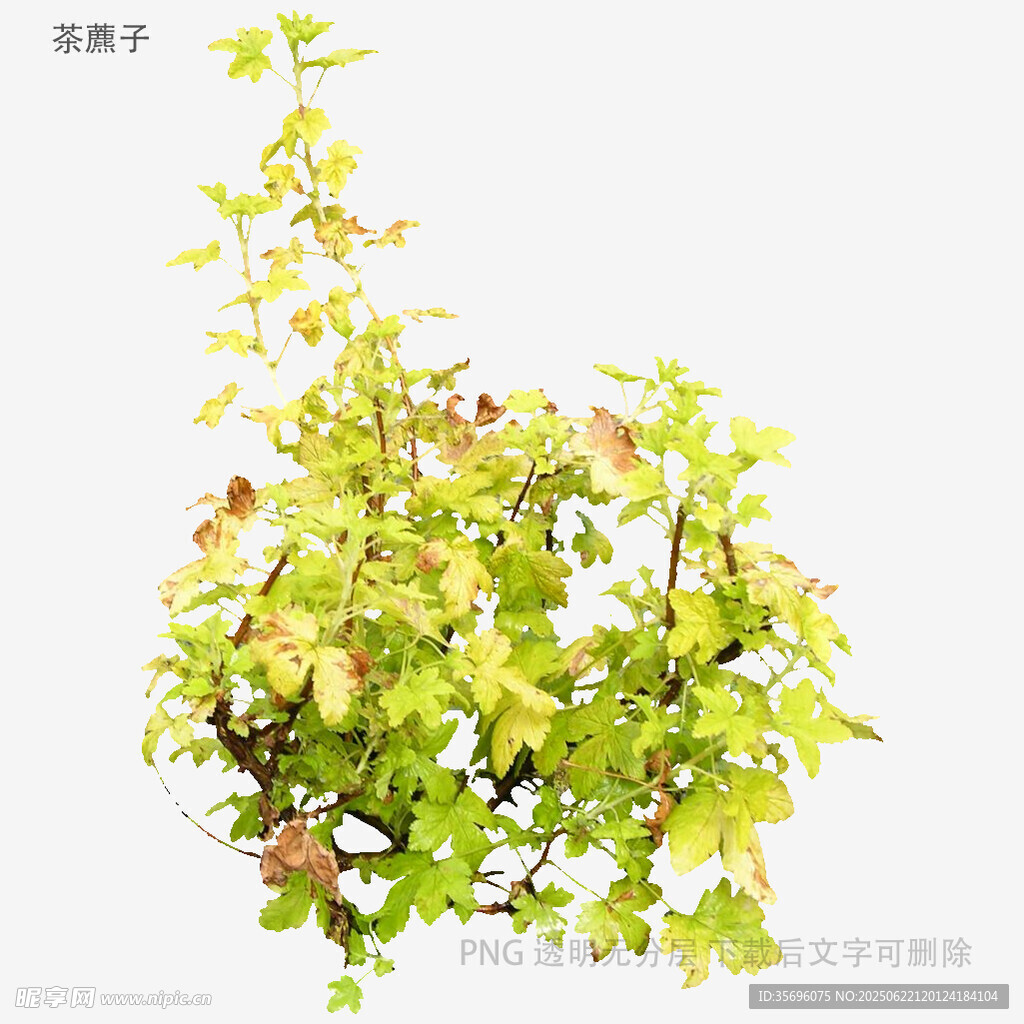 翠绿繁茂的垂吊植物