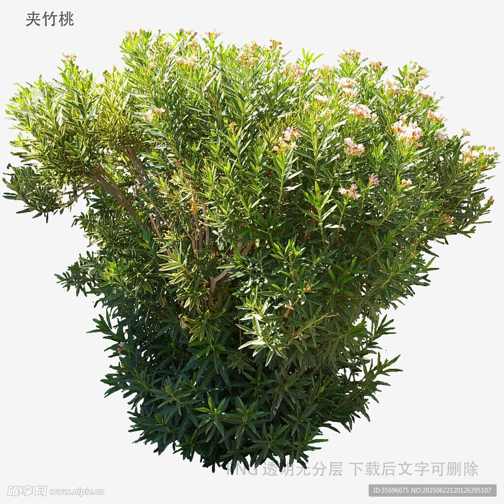 茂盛绿植灌木
