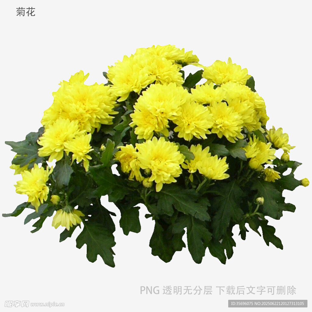 一束鲜艳的黄色菊花