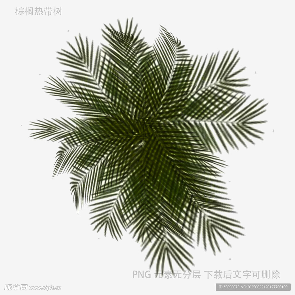 绿色棕榈叶植物素材