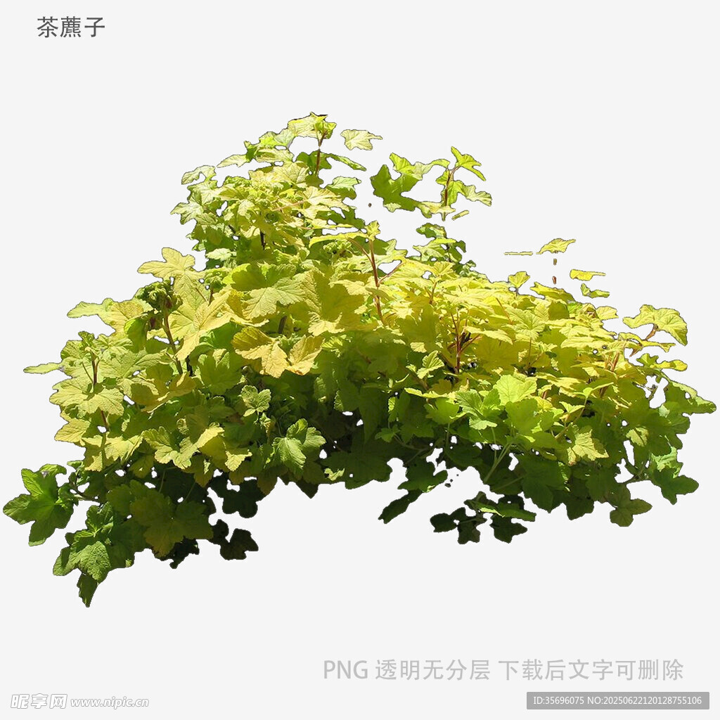 翠绿繁茂的植物枝叶