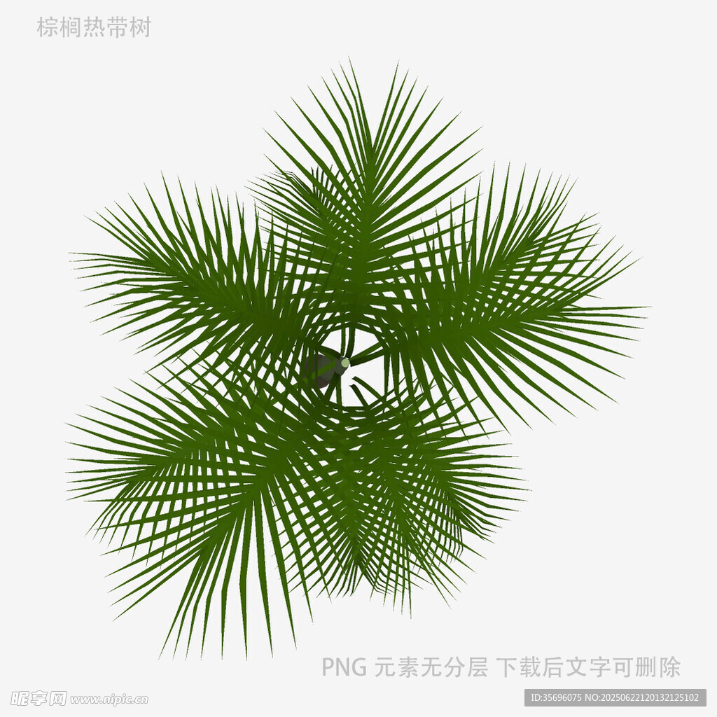 棕榈叶图案设计素材