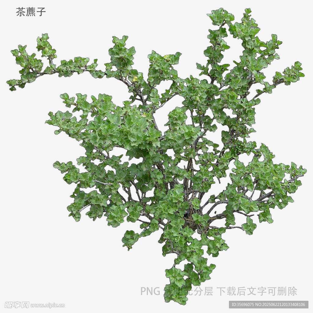 翠绿繁茂的灌木植物
