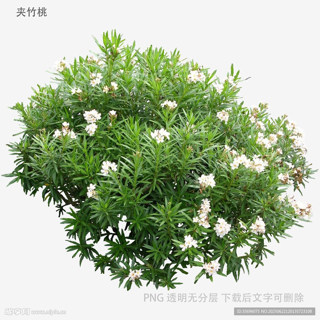 茂盛的白色花朵绿植