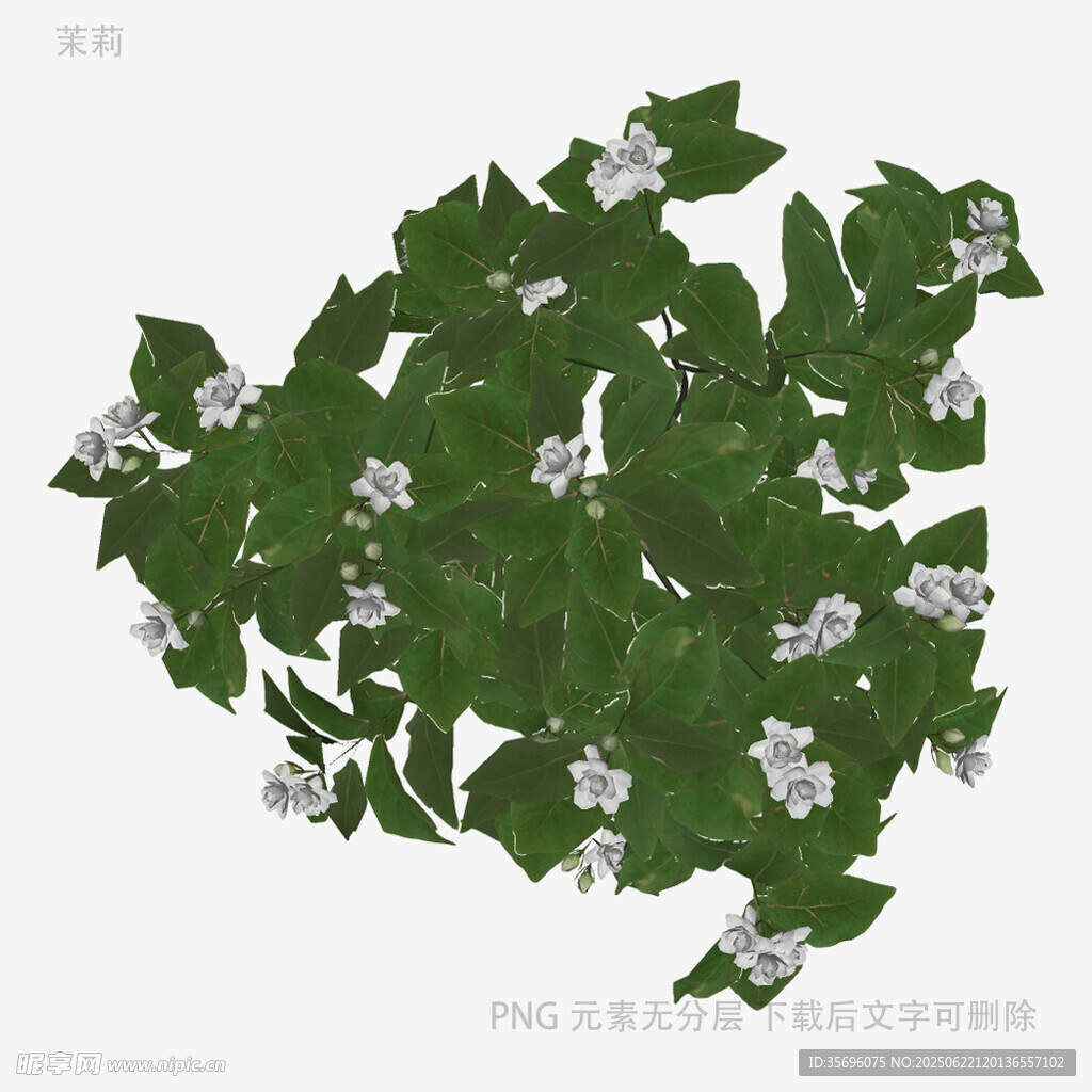 绿叶白花植物3D模型
