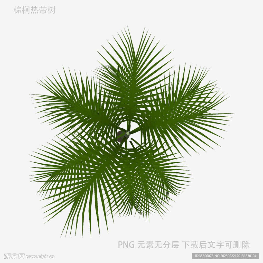 绿色棕榈叶植物素材