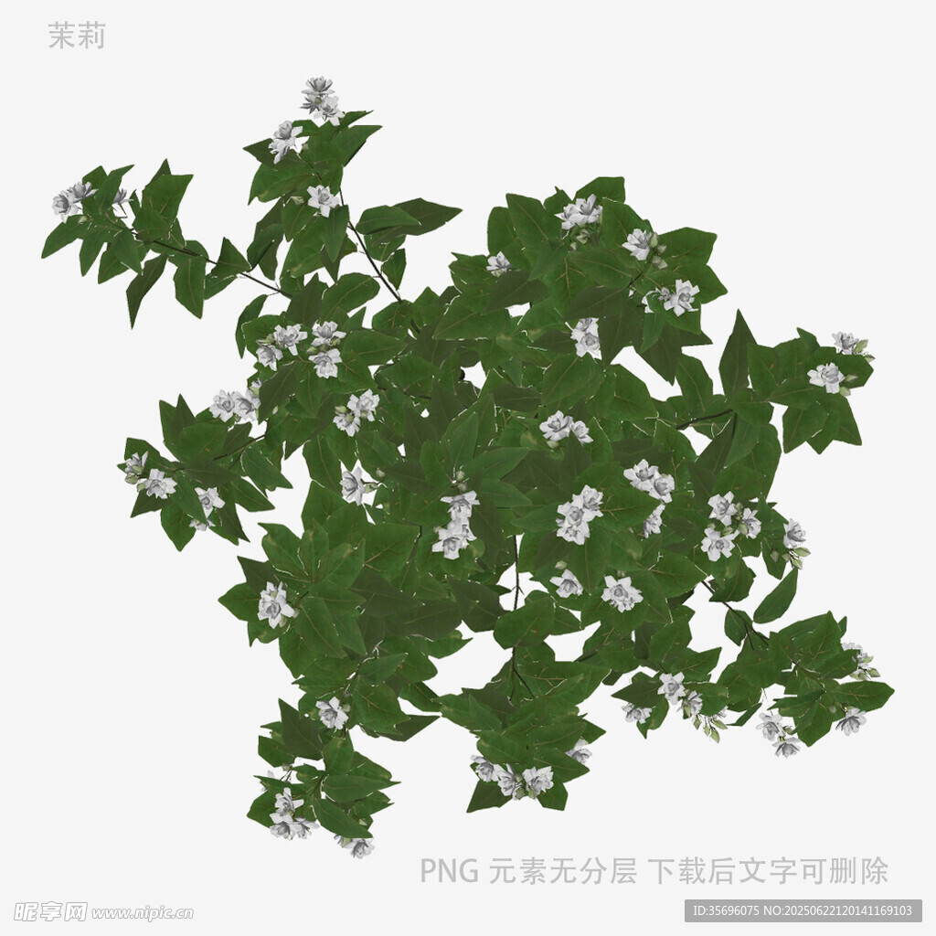 绿叶白花植物插画素材