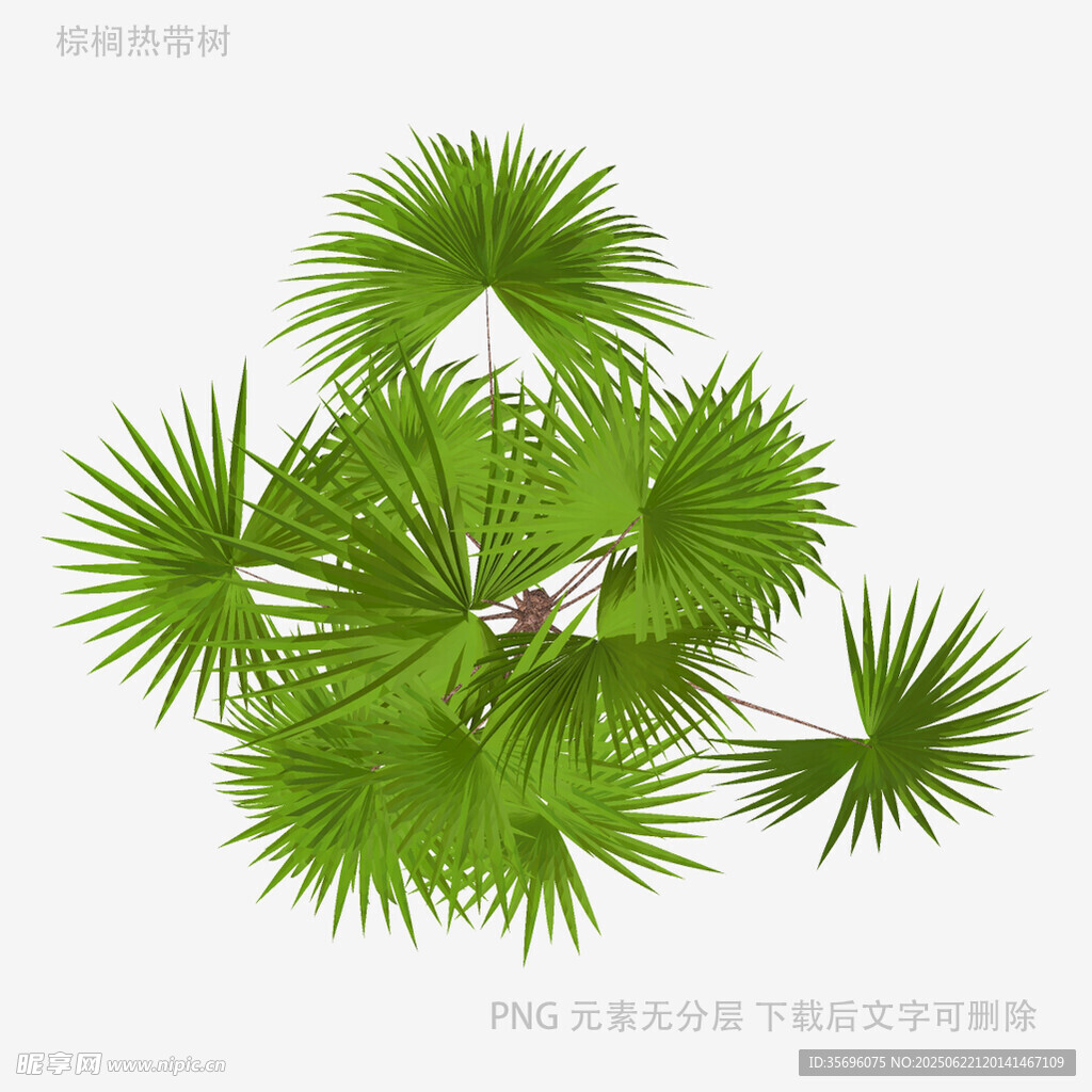 植物