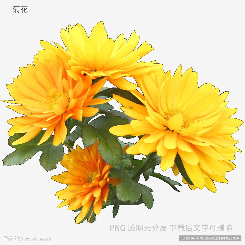 鲜艳黄色菊花绽放
