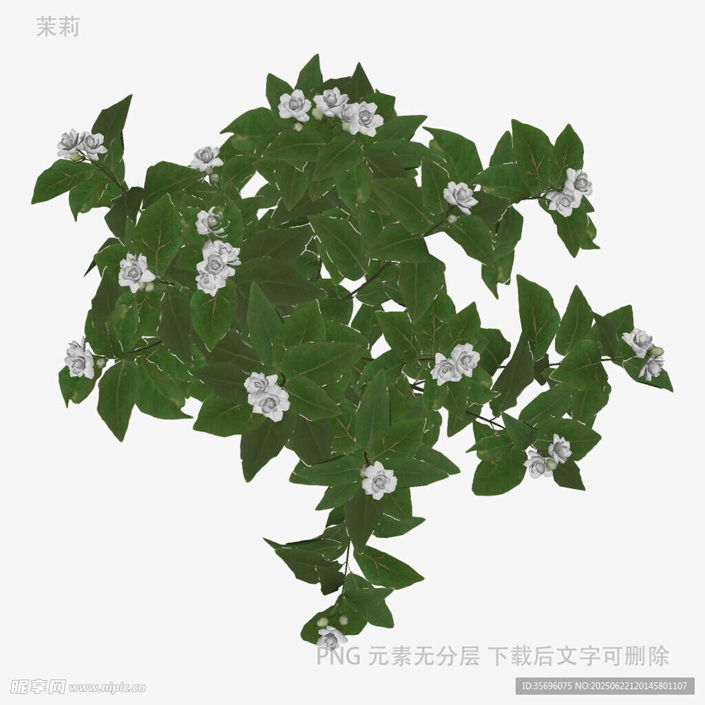 绿叶白花植物插画