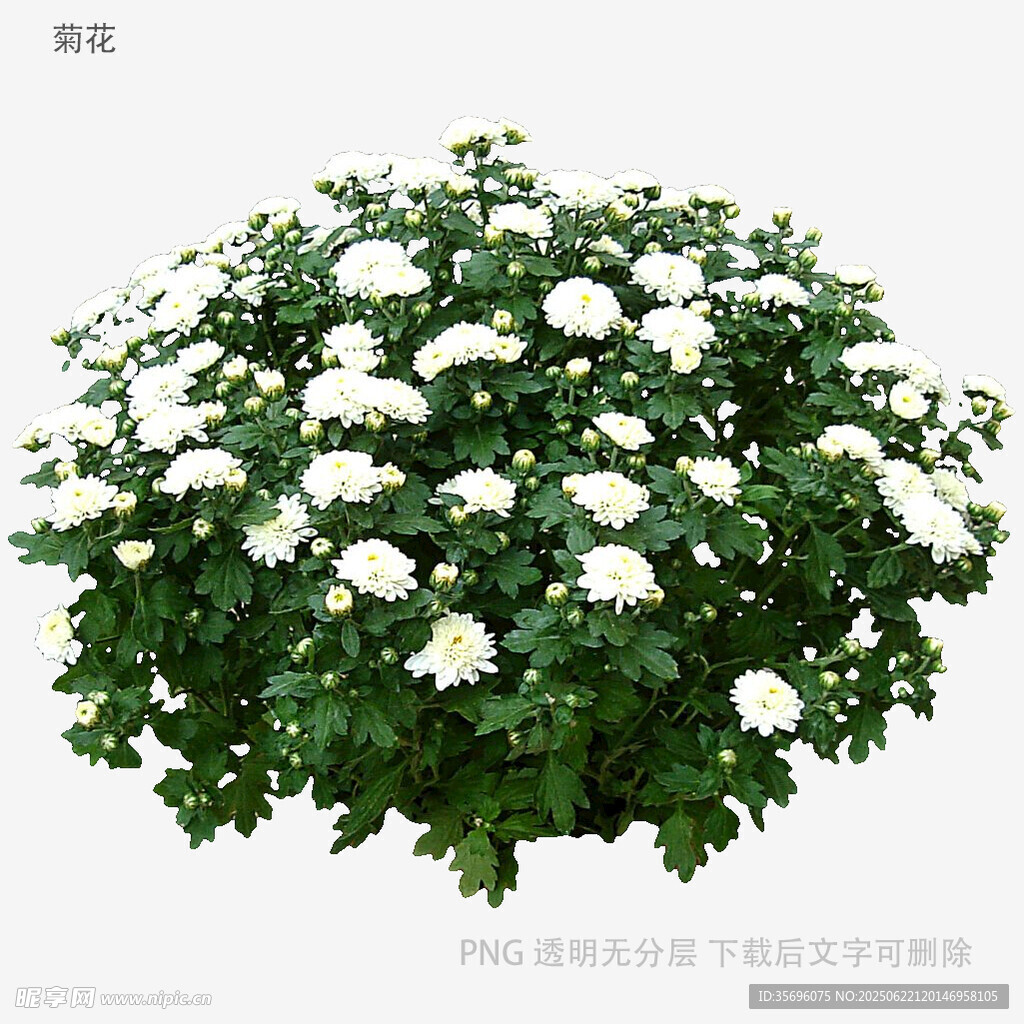 白色菊花盆栽