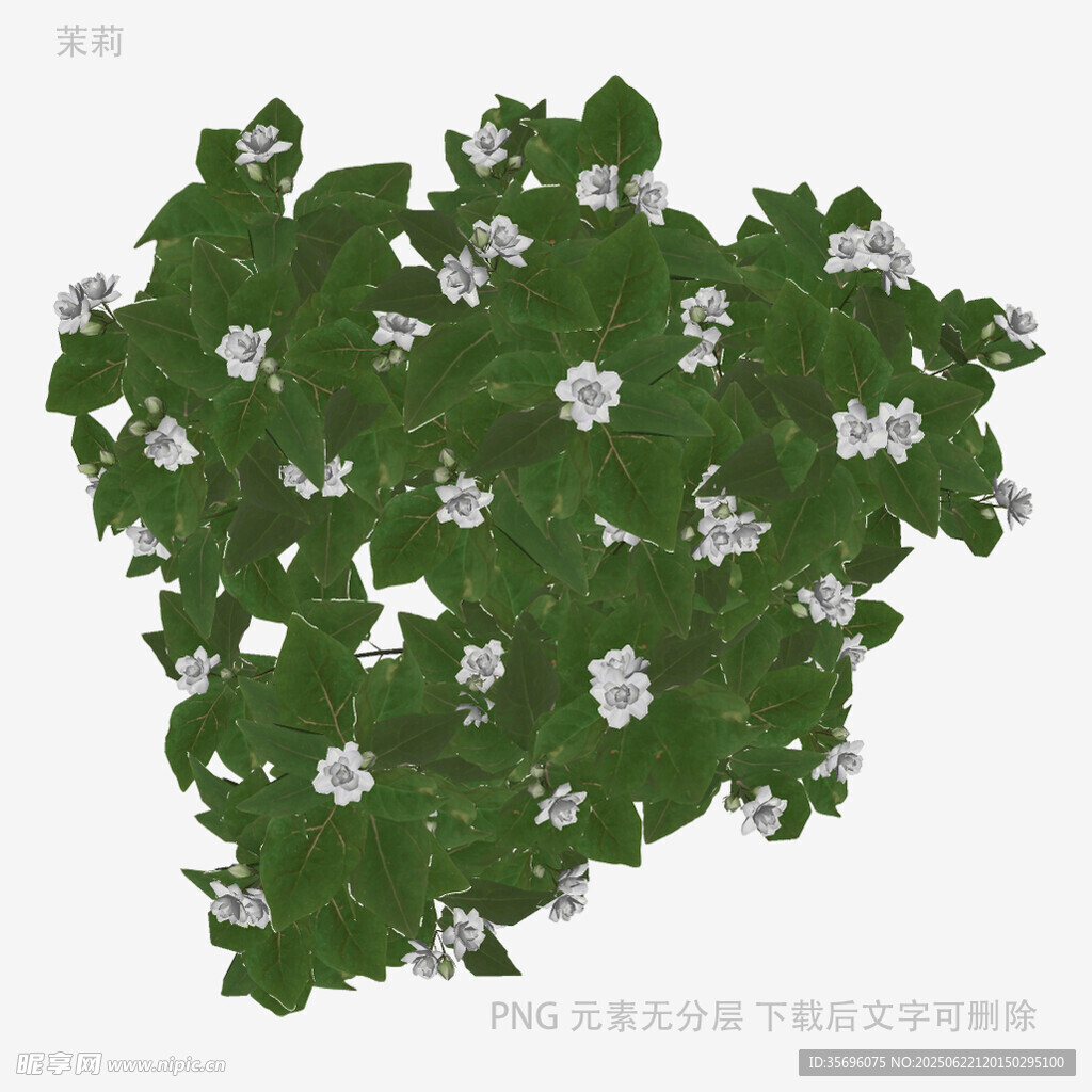 绿叶白花植物3D模型