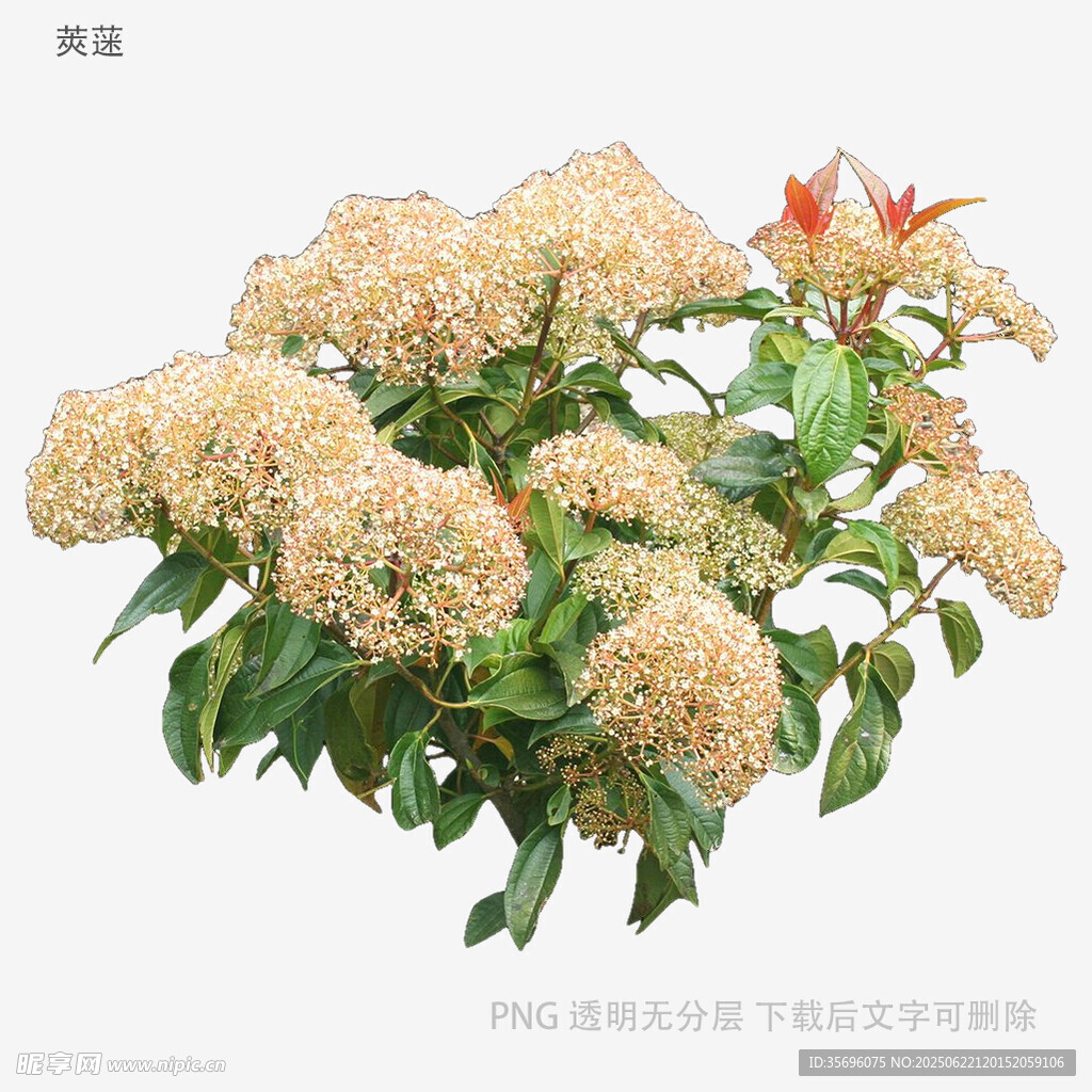 盛开的绣球花