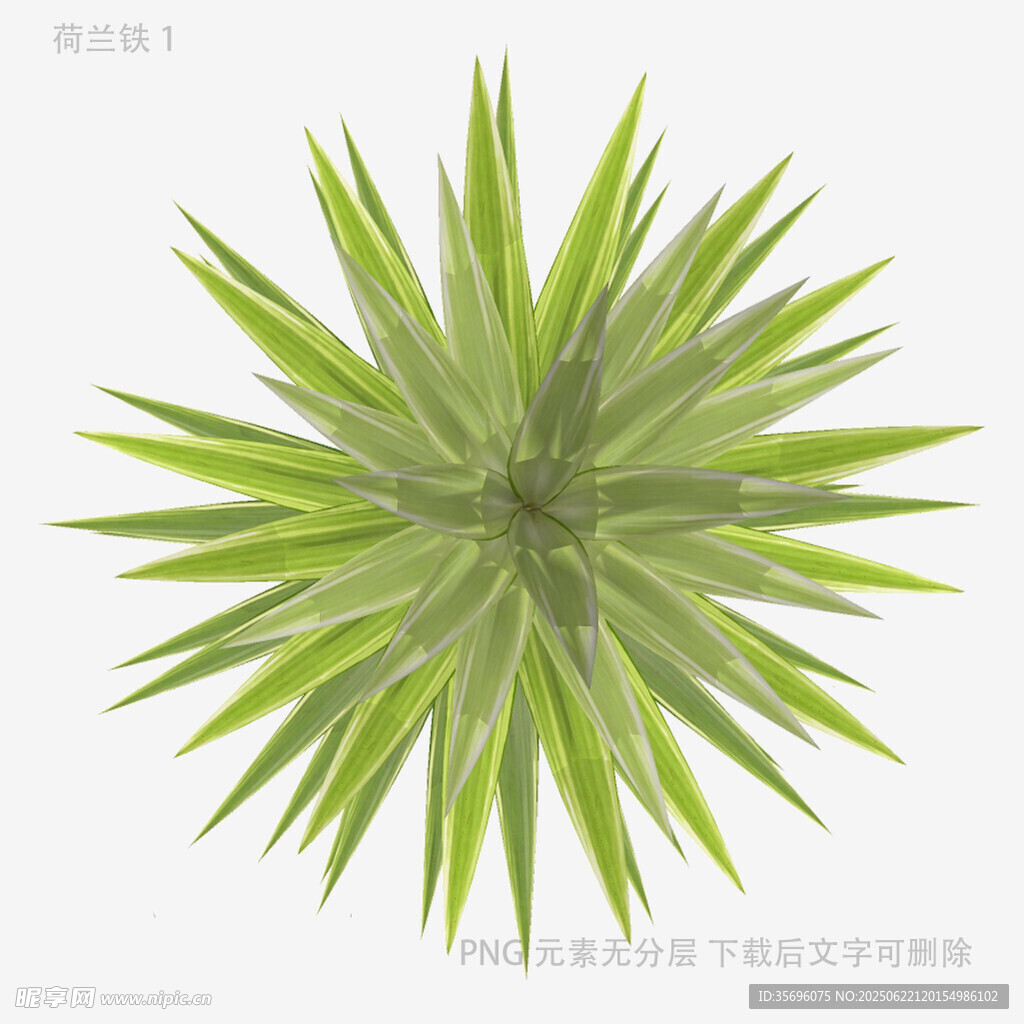 绿色龙舌兰植物俯视图