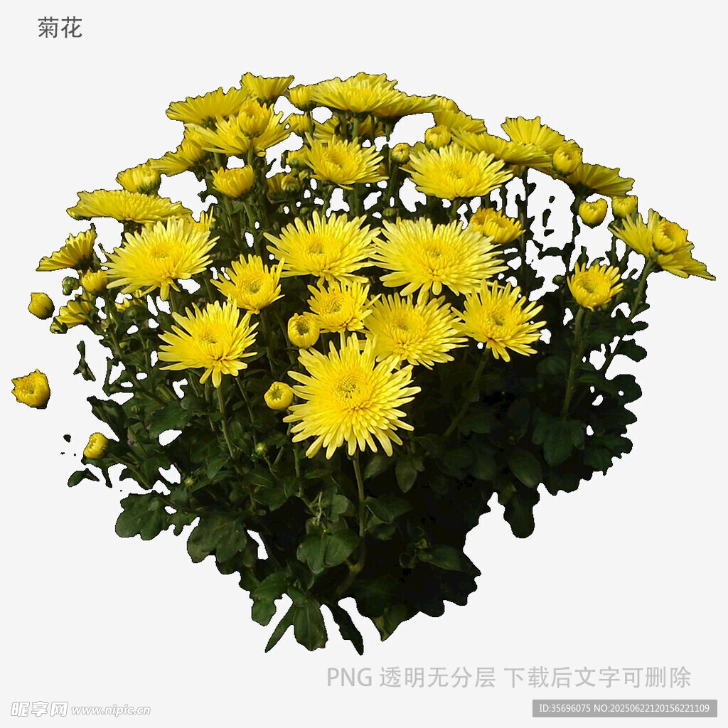 一束灿烂的黄色小菊花