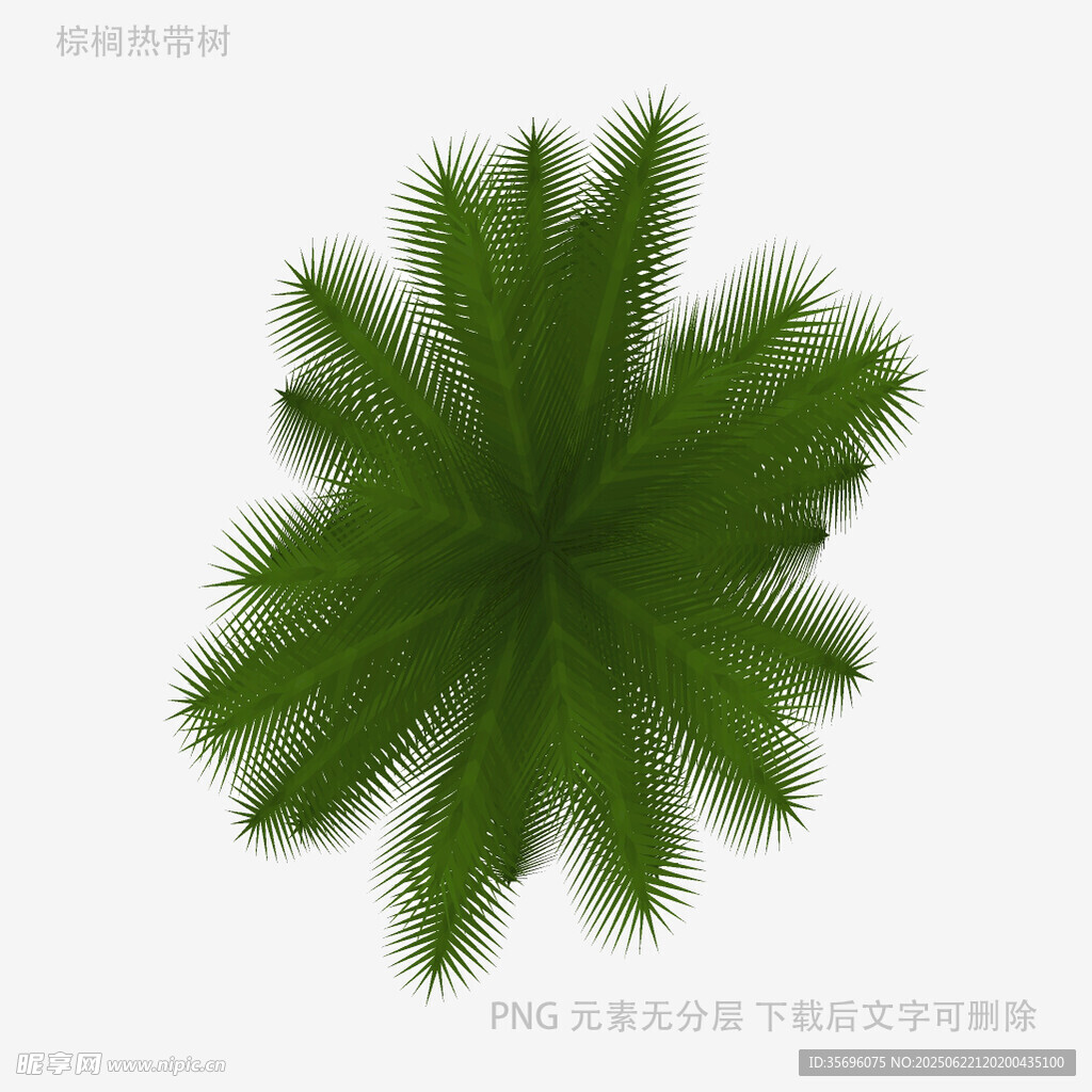 绿色扇形植物叶片特写