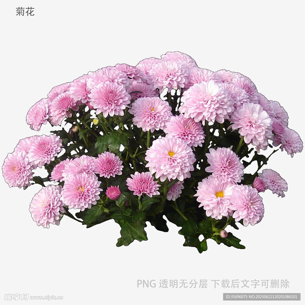 粉色菊花绽放