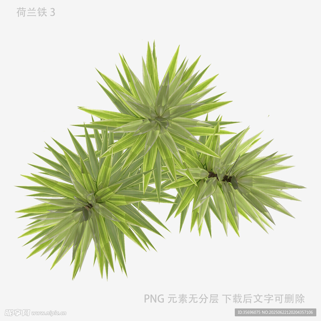 三株绿色针状植物