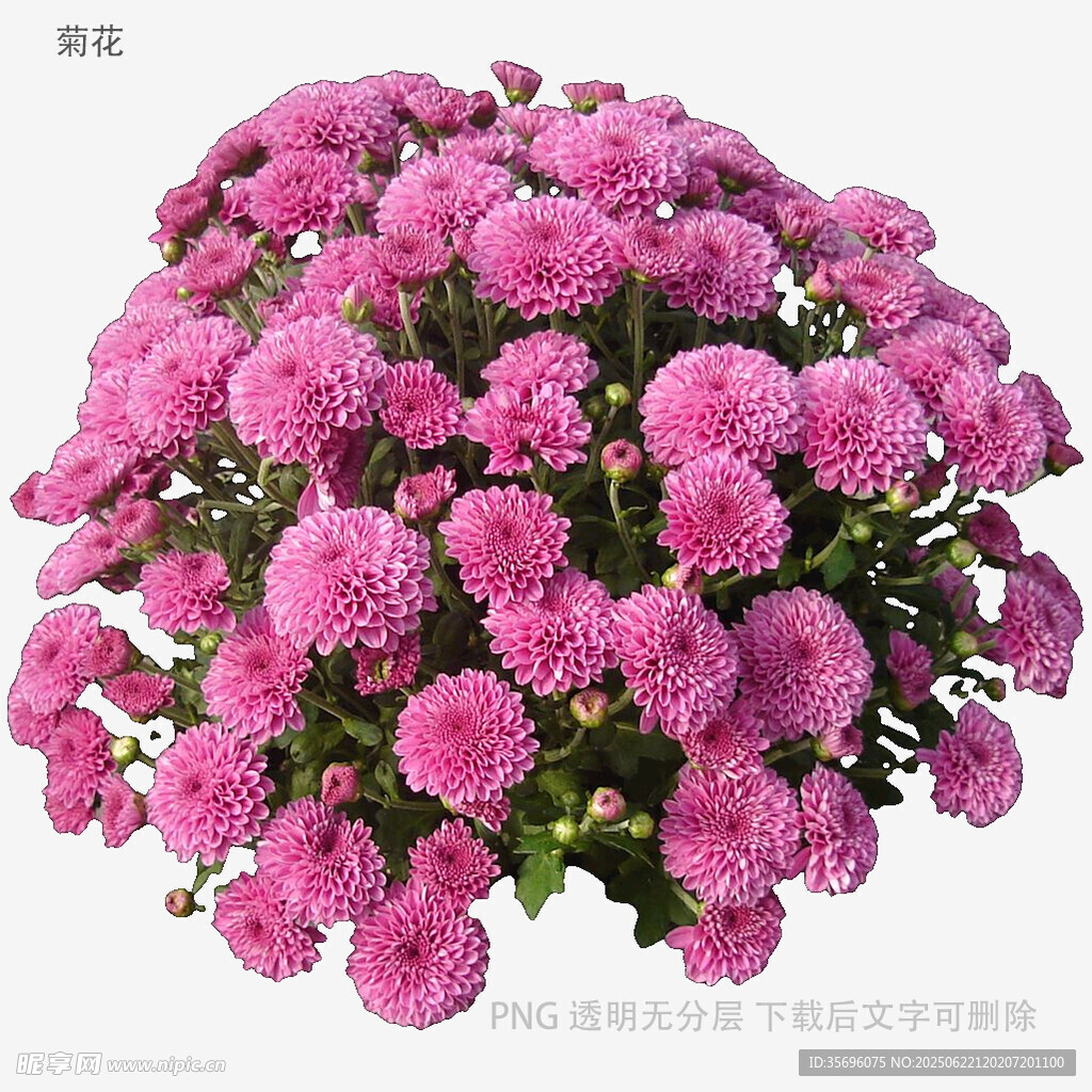 粉色乒乓菊绽放