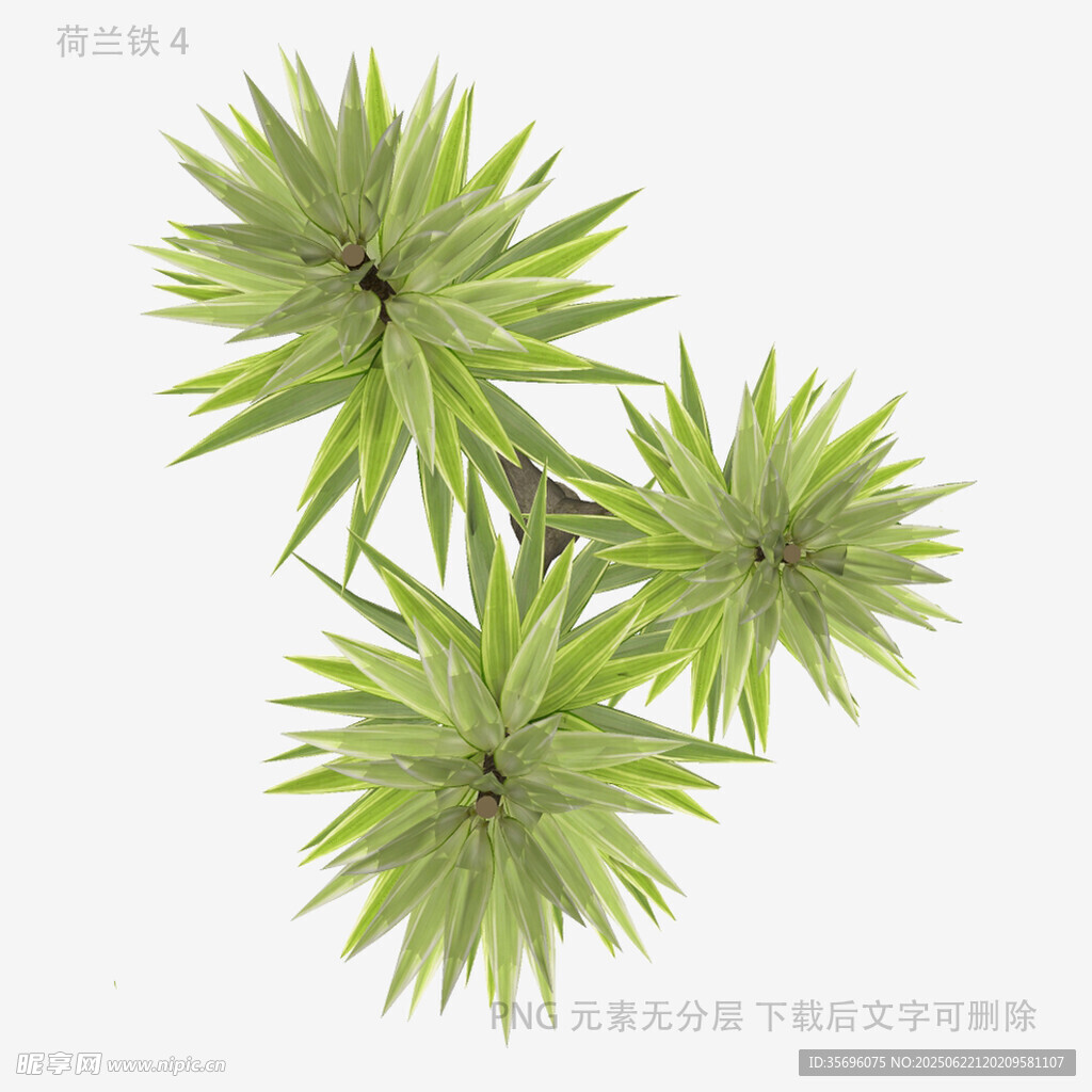 三株翠绿松叶插画