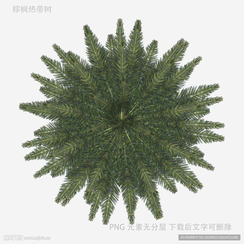 俯视视角的绿色松树树冠