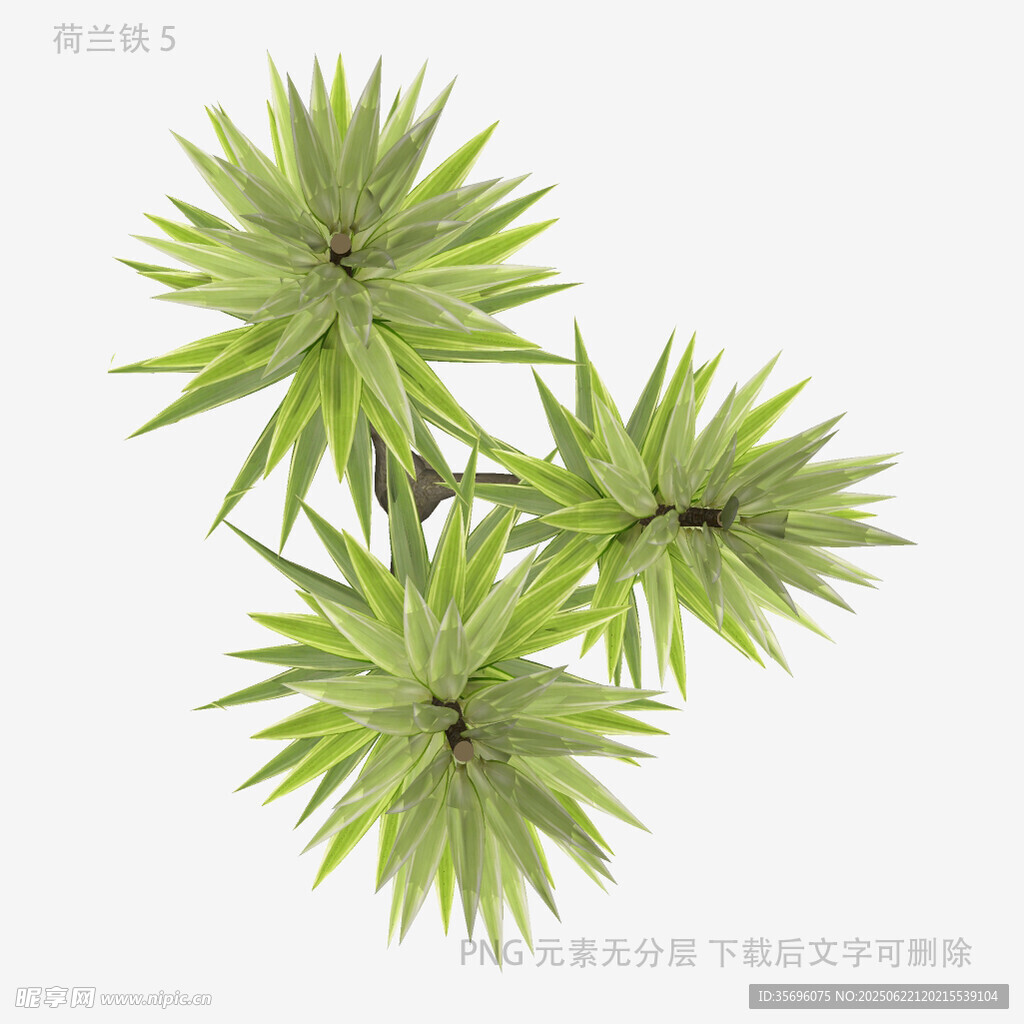 翠绿松针植物特写