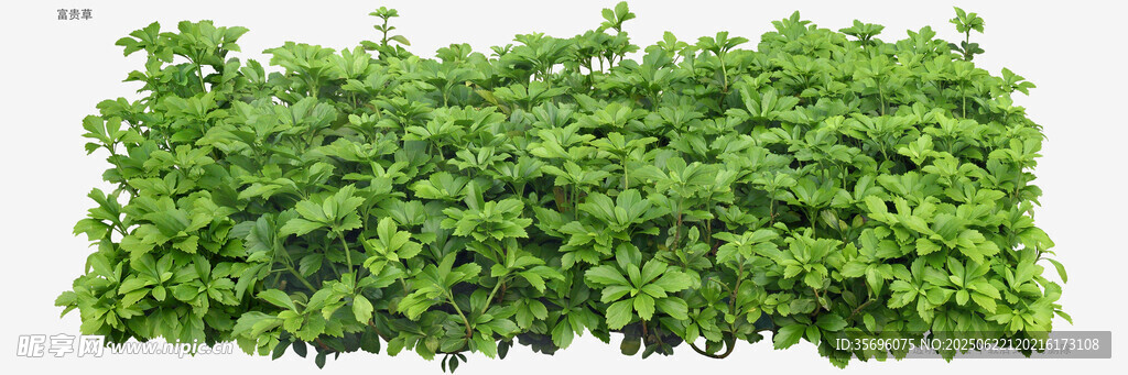 翠绿繁茂的爬藤植物