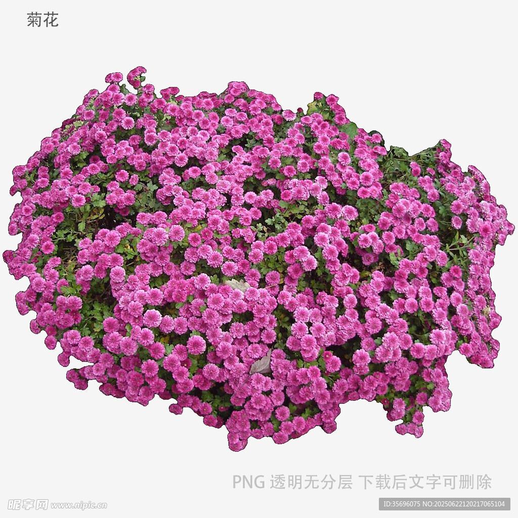 密集绽放的紫色花卉