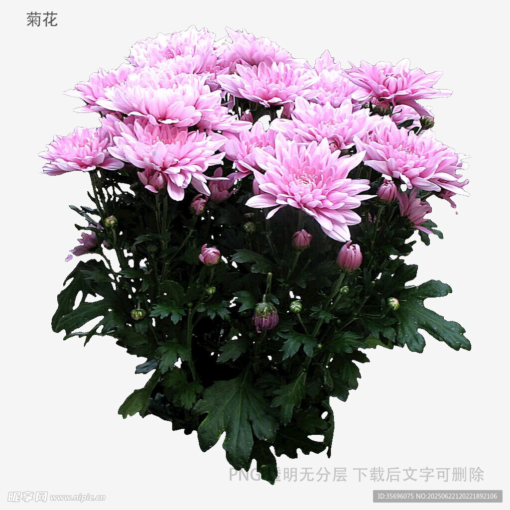 粉色菊花盆栽