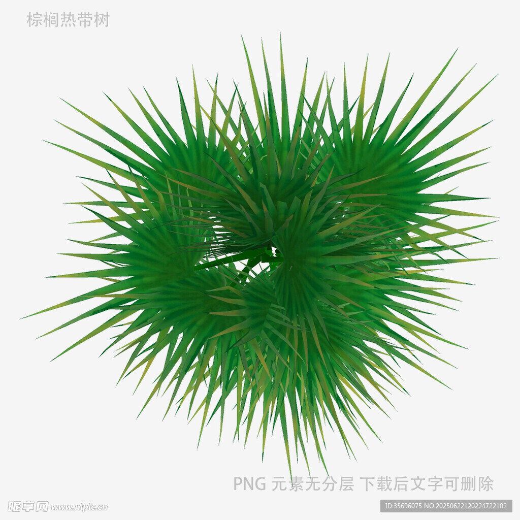 绿色尖刺状植物特写