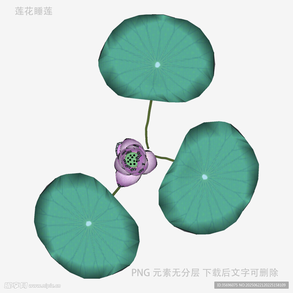三荷叶间的紫色荷花