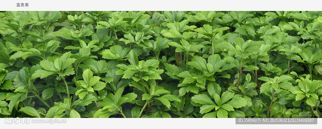 翠绿繁茂的植物景观