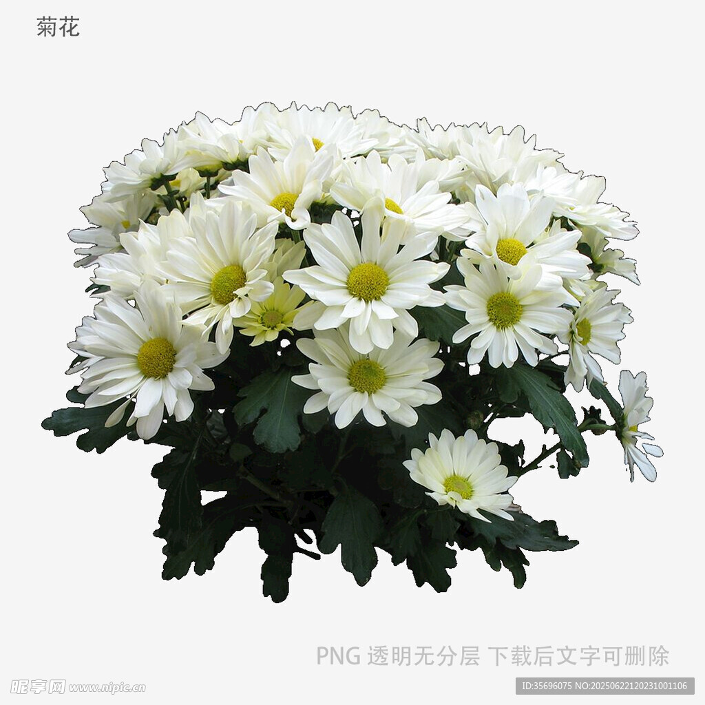 一束清新白色小雏菊
