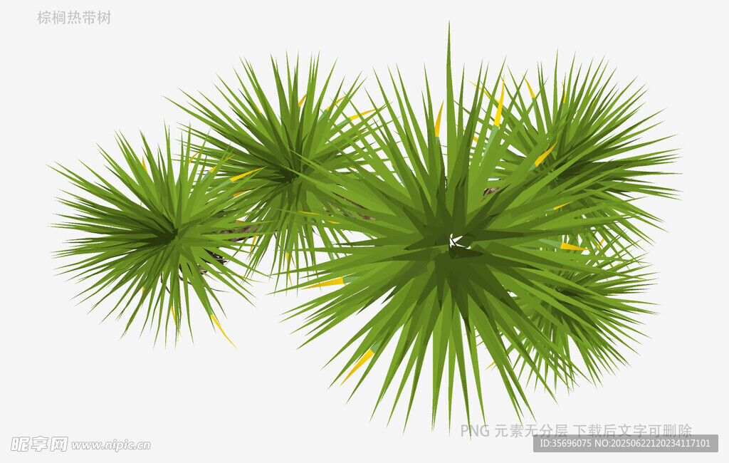 三株绿色松针植物