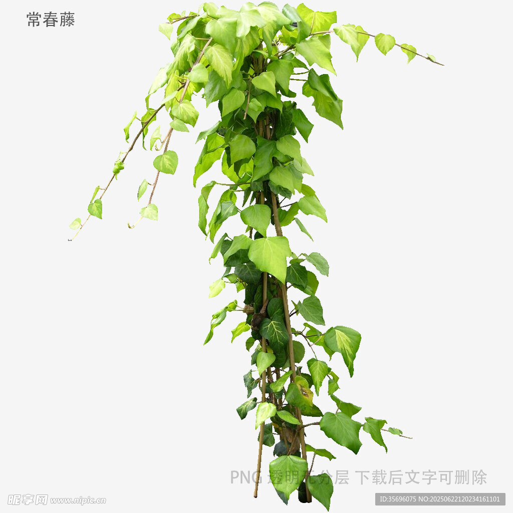 翠绿藤蔓植物特写