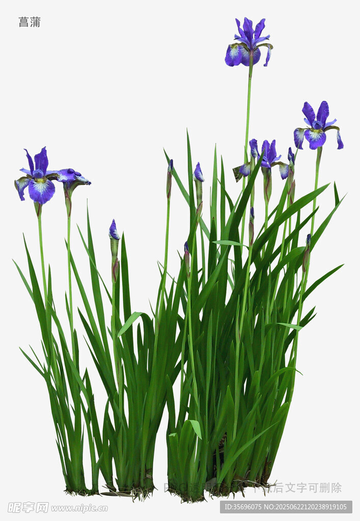 紫色鸢尾花绿植盆栽