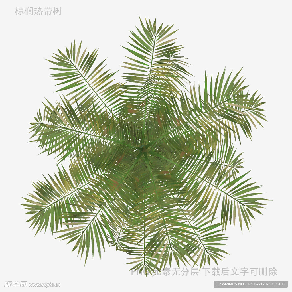 俯视视角下的绿色棕榈树顶